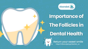 Dental Follicles